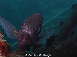 Chromis chromis
Defending eggs by Cumhur Gedikoglu 